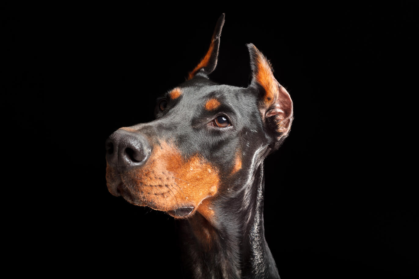 Séance photo animaux Guebwiller 2