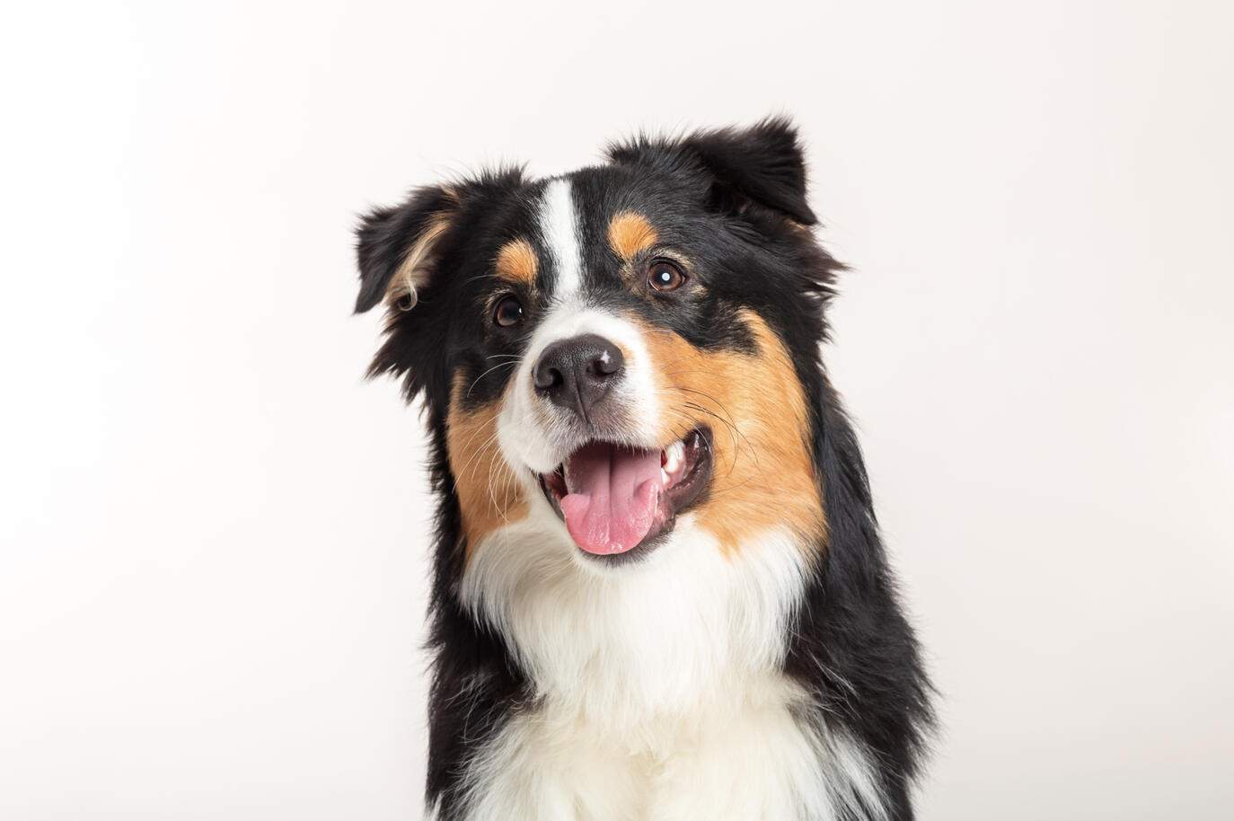 Séance photo animaux Guebwiller 1