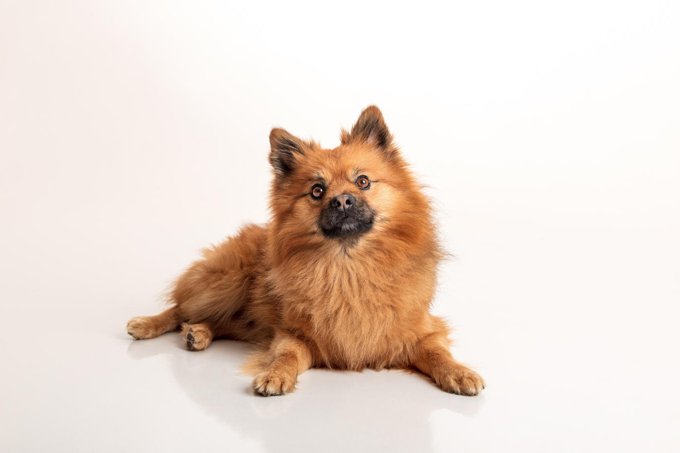 Séance photo animaux Guebwiller 3