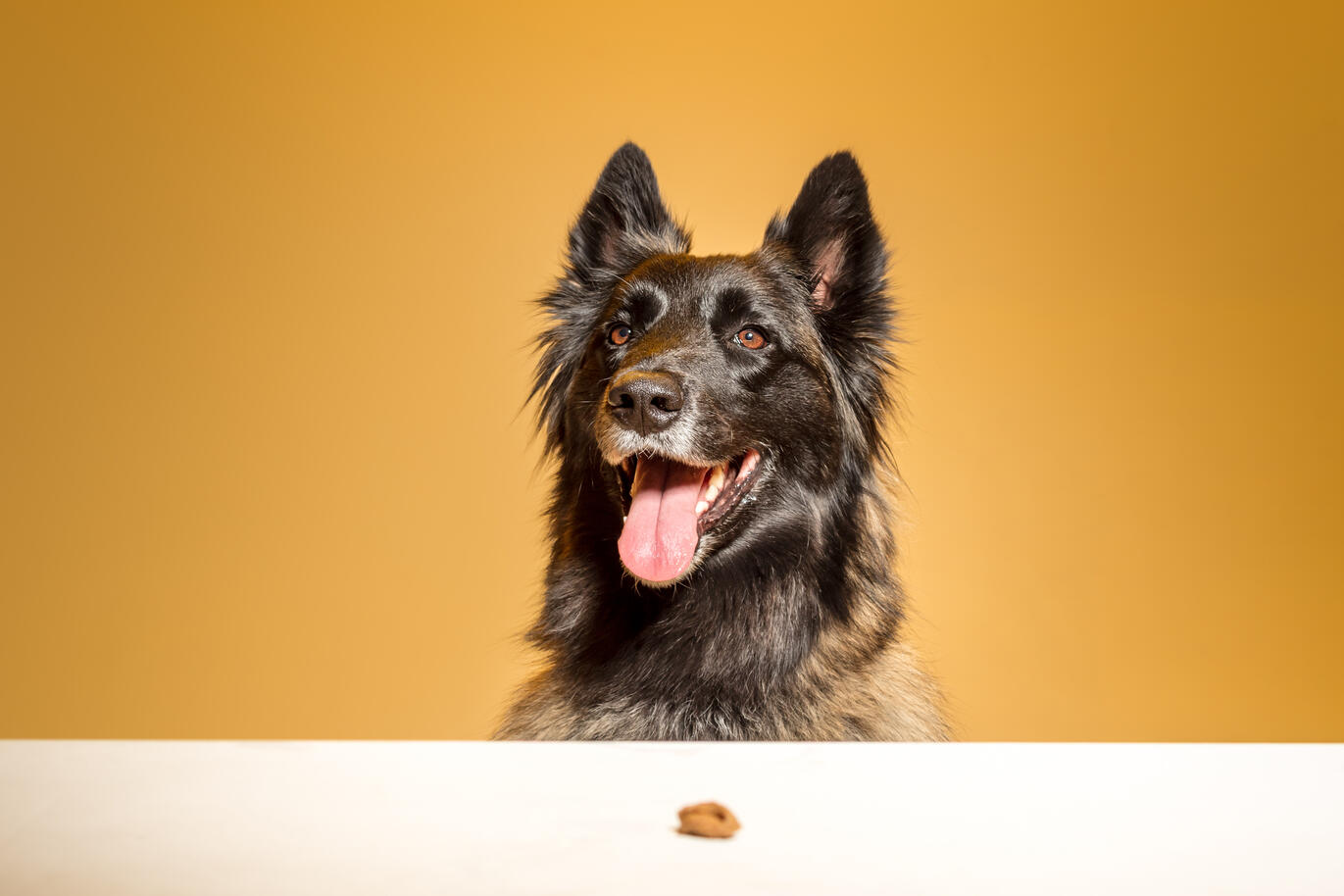 Séance photo animal fond coloré — Deux-Quatre, Guebwiller