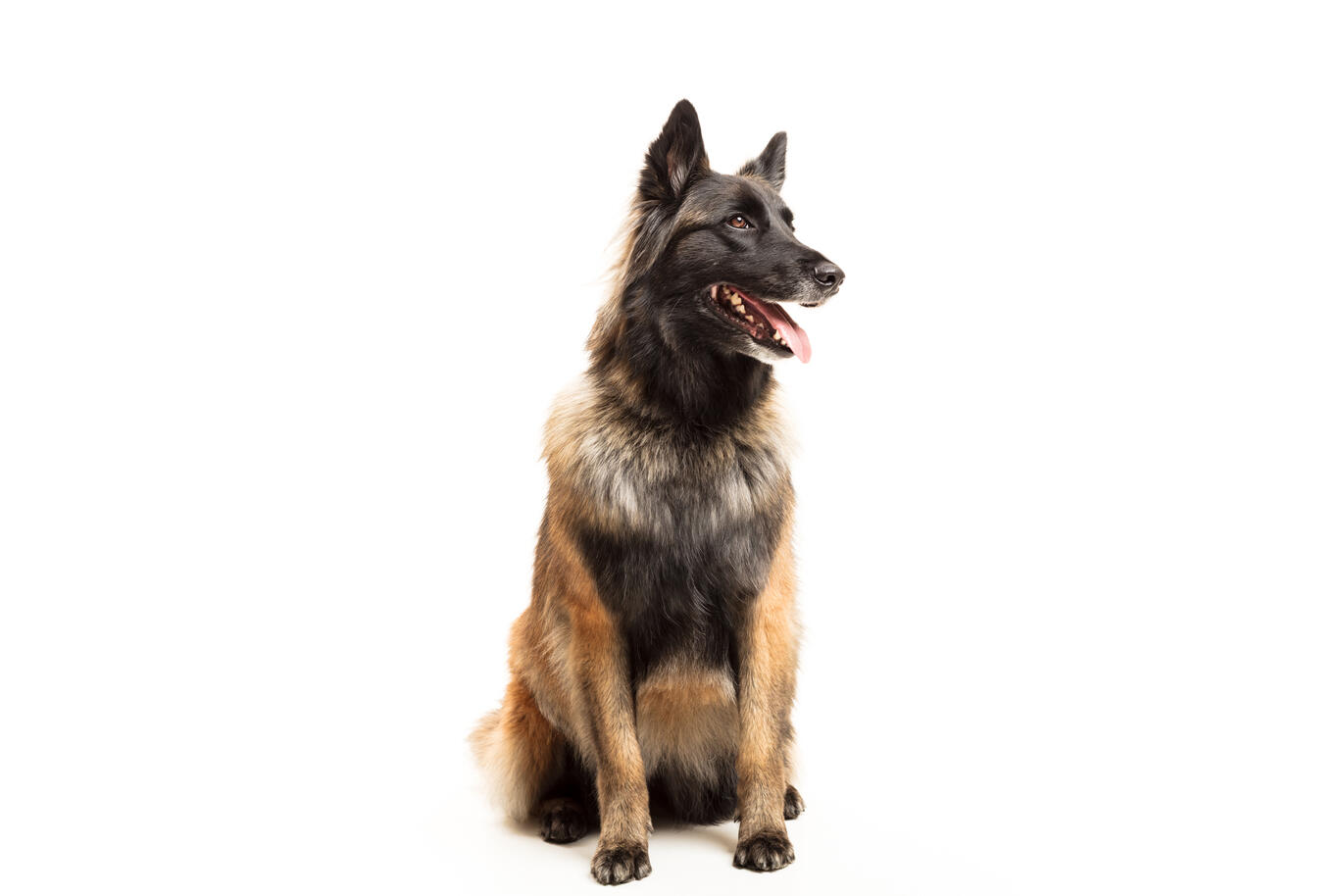 Portrait chien en studio — Deux-Quatre, Guebwiller