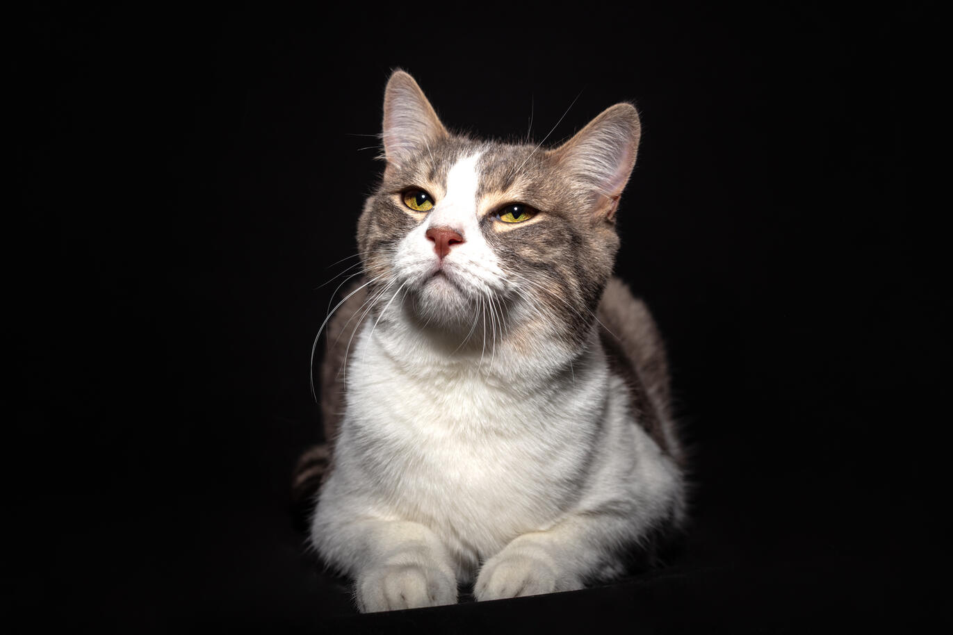 Portrait chat en studio — Deux-Quatre, Guebwiller