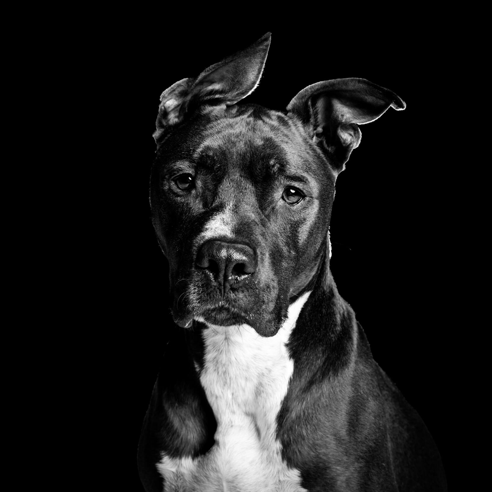 Portrait animal fond noir — studio Deux-Quatre, Guebwiller Portrait animal fond noir — studio Deux-Quatre, Guebwiller