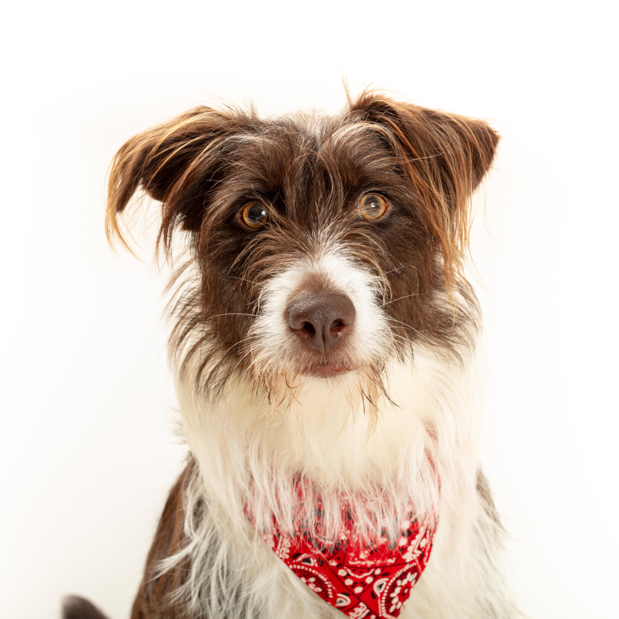 Portrait animal fond clair — studio Deux-Quatre, Guebwiller Portrait animal fond clair — studio Deux-Quatre, Guebwiller